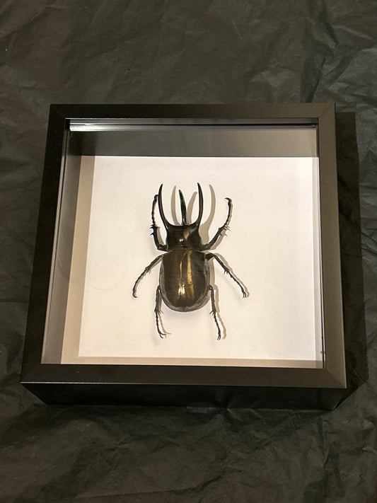 Chalcosoma atlas Beetle in a frame