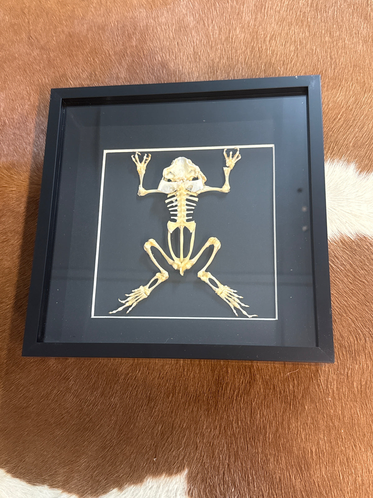 Toad Skeleton (XL) Frame