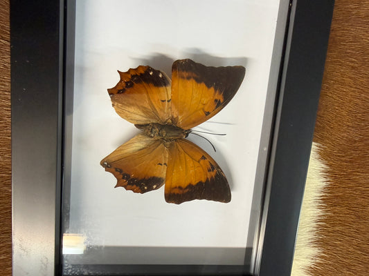 Butterfly frame - Pumpkin Cat Collectables
