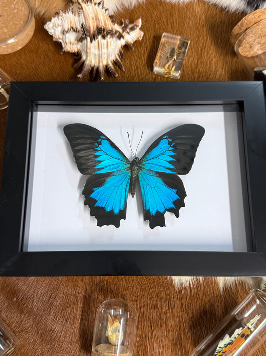 Ulysses Butterfly in a frame (a2)
