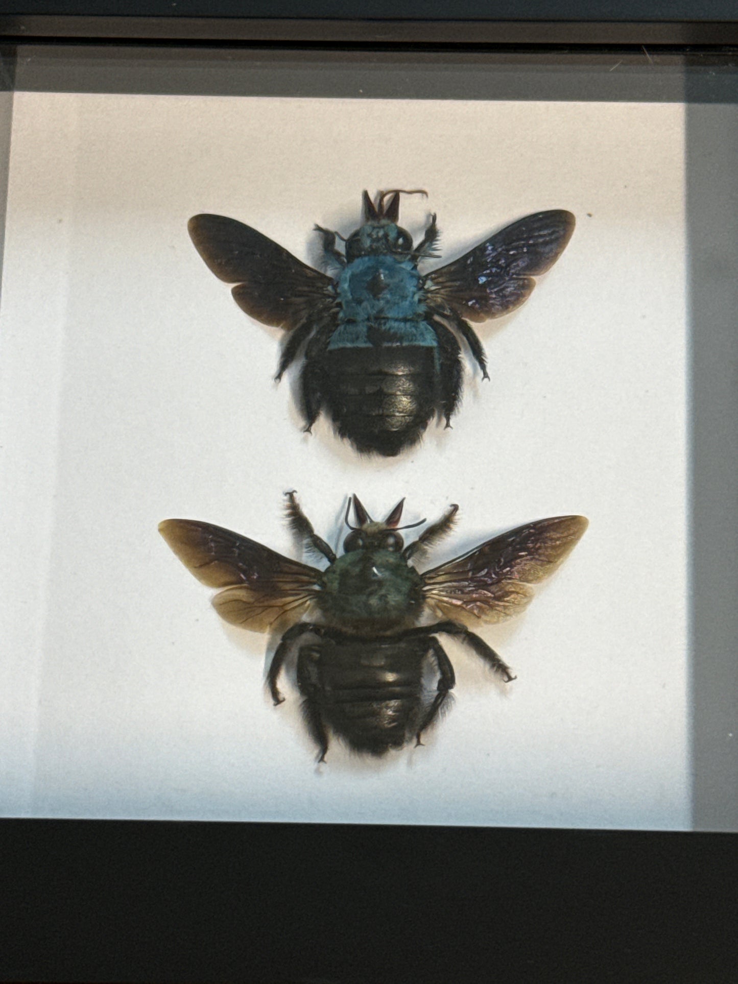Male & Female Carpenter Bee Frame