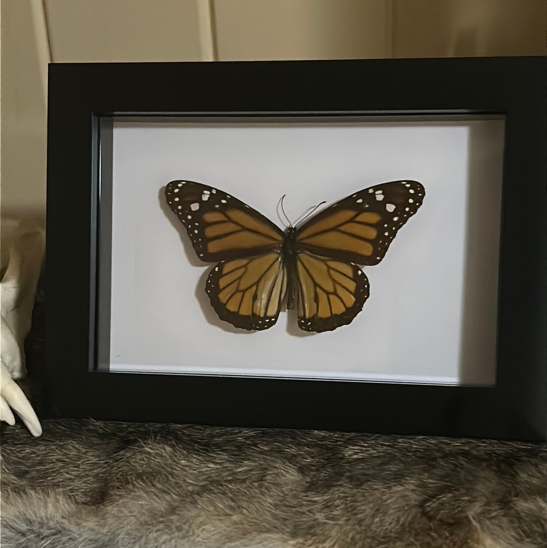 Monarch Butterfly in a frame