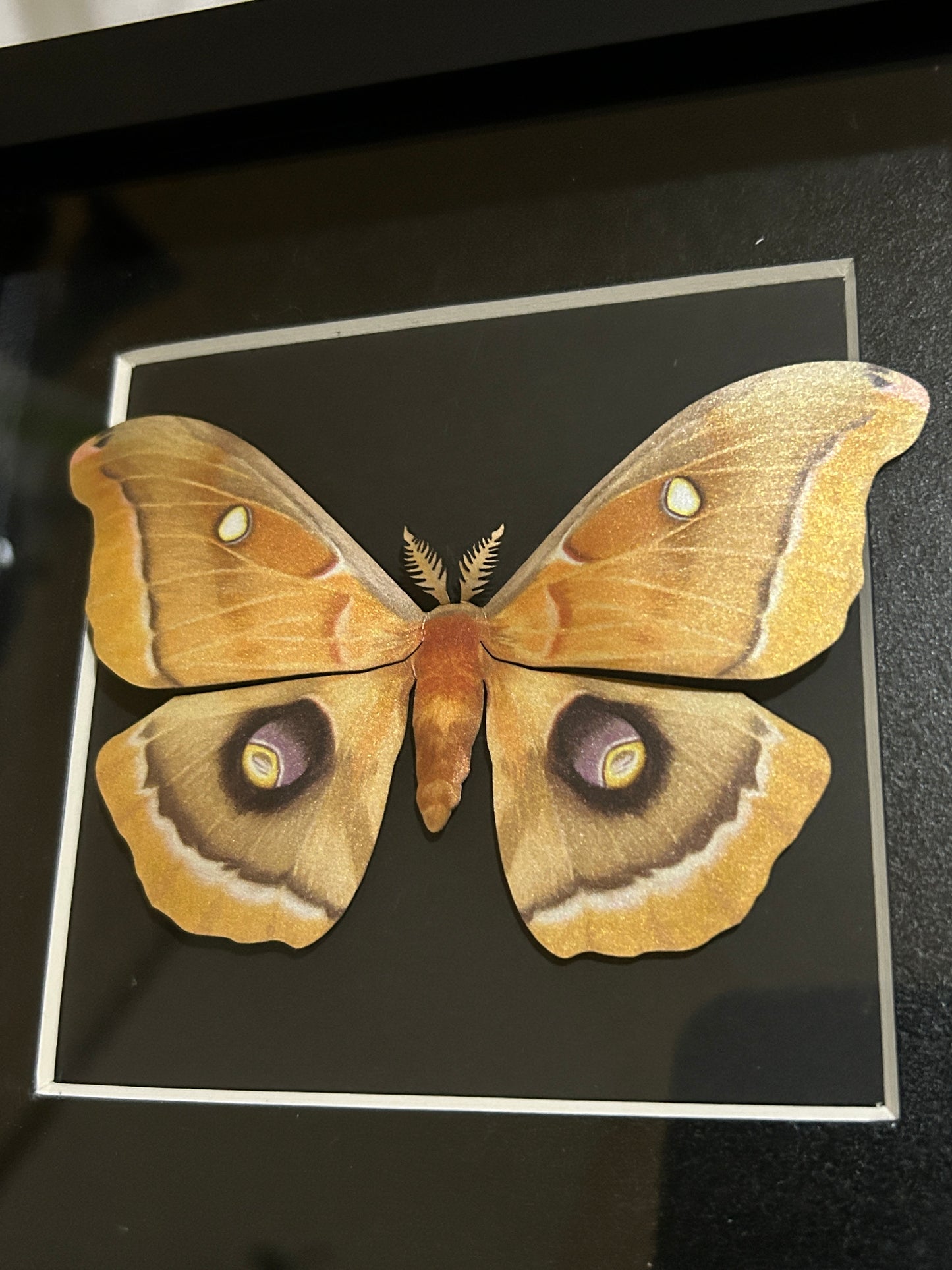Replica Polyphemus moth (Antheraca polyphemus) Frame