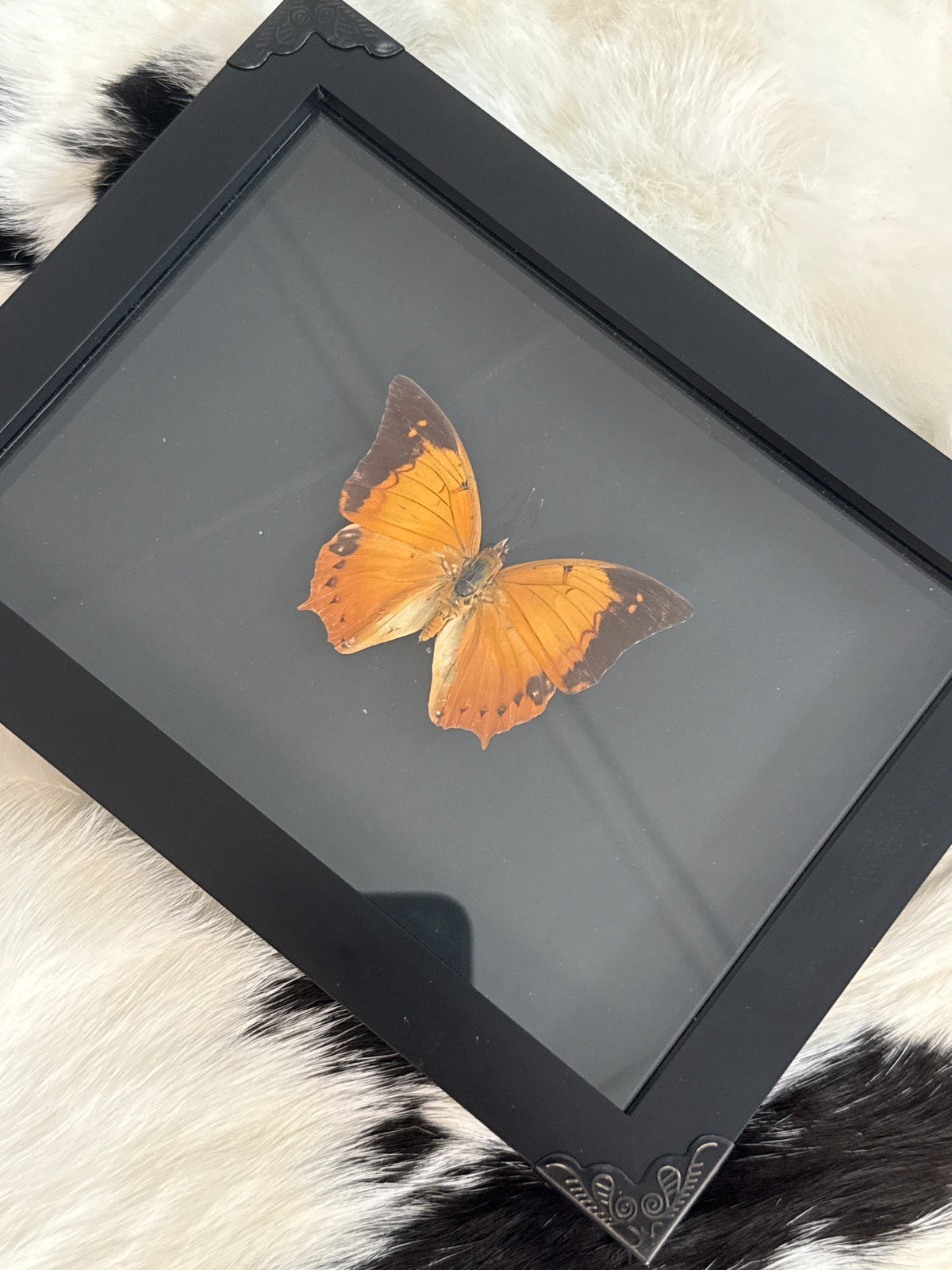 Autumn Leaf Butterfly in a Frame