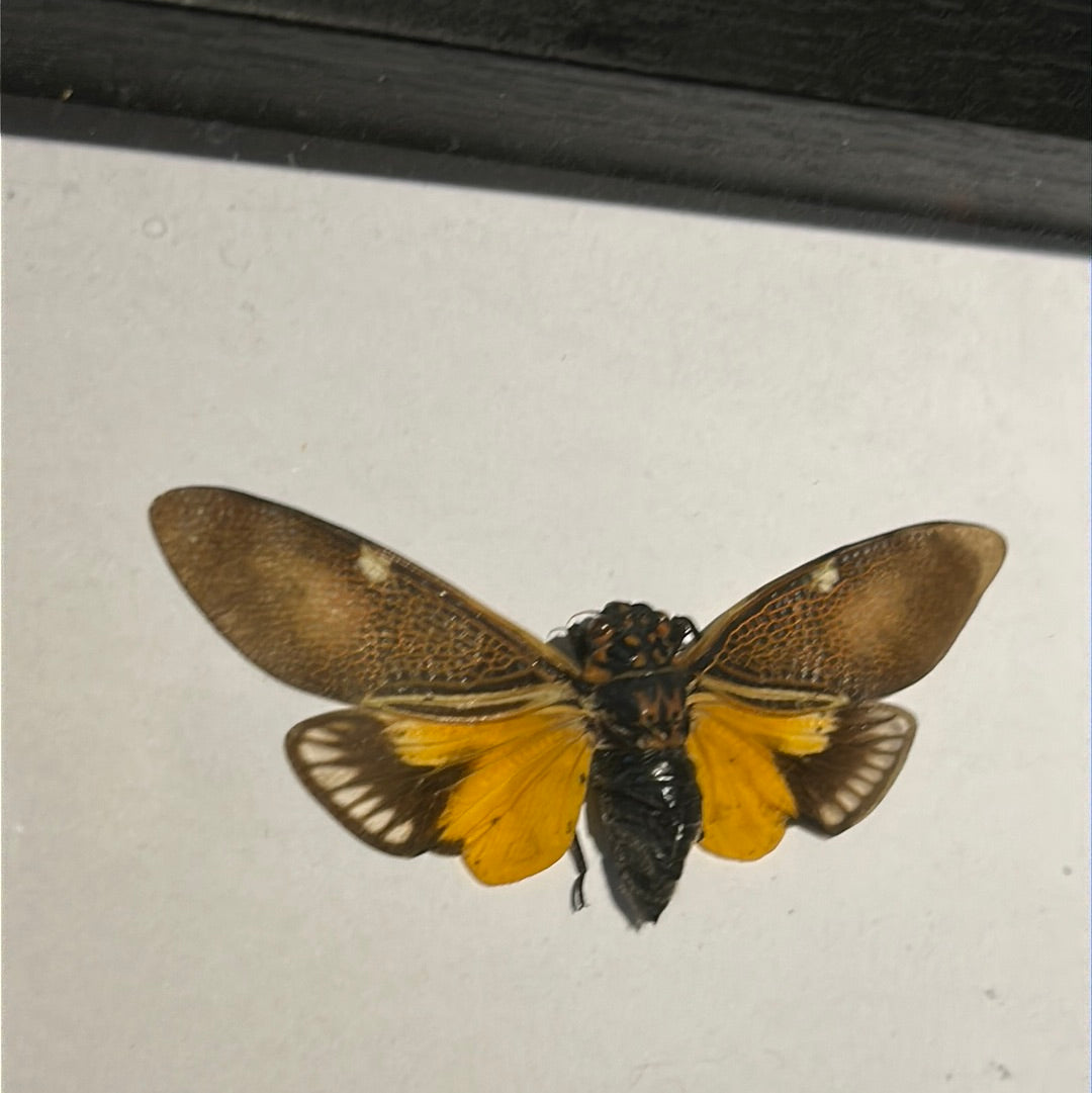 Orange & Brown Cicada in frame