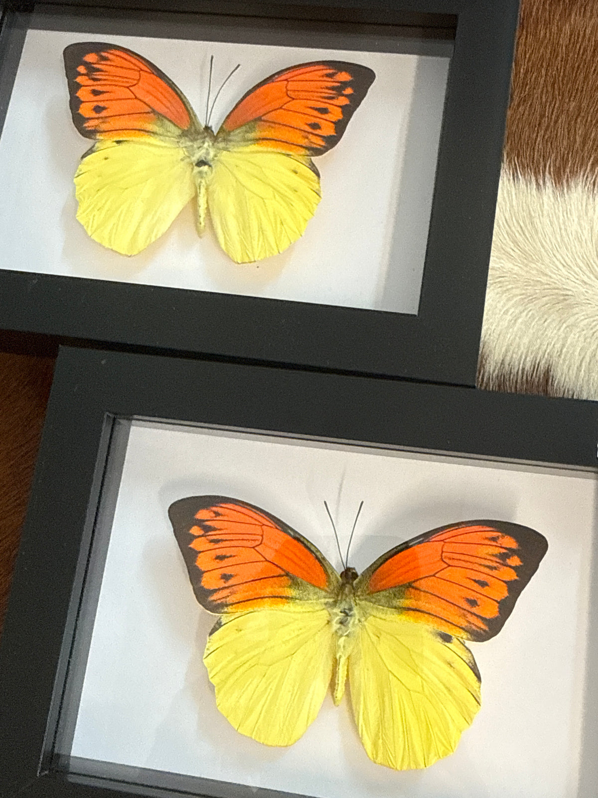 Orange Tip Butterfly in a Frame