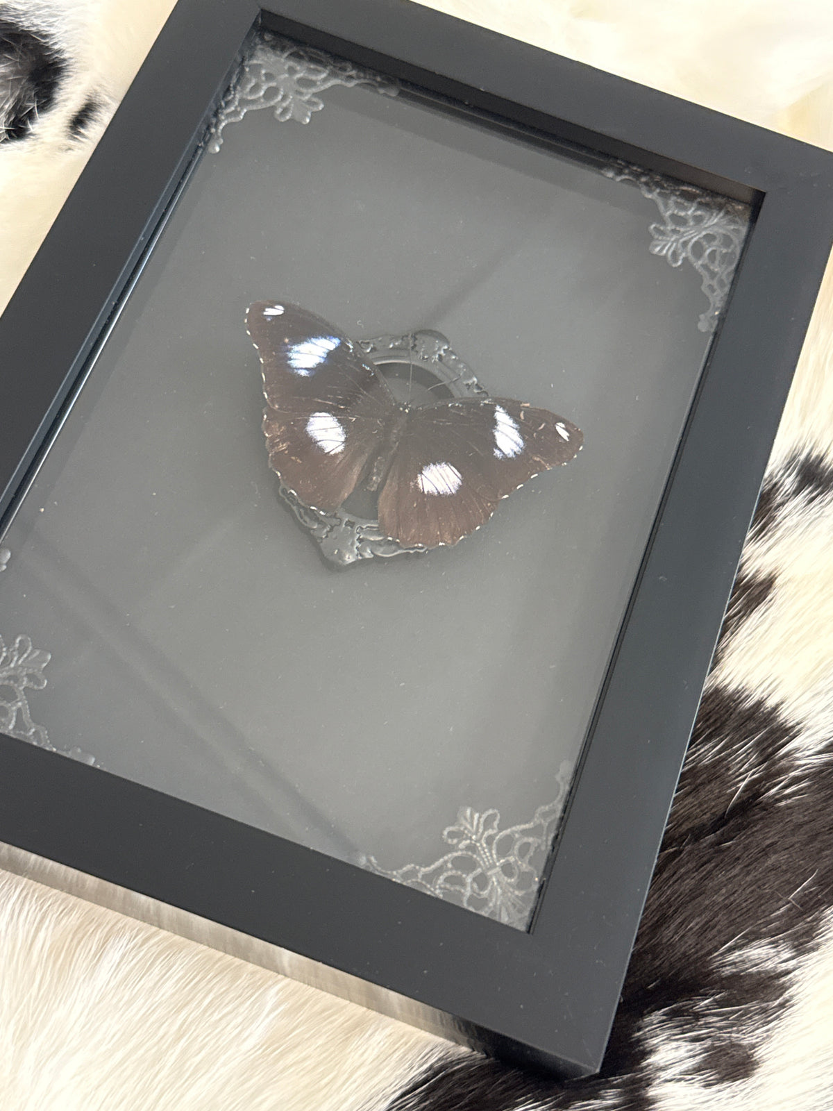 Hypolimnas bolina Butterfly in a Frame