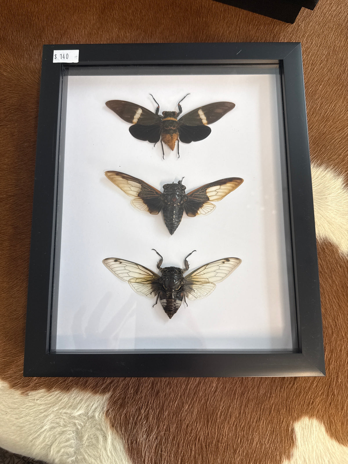 Cicada Trio Frame