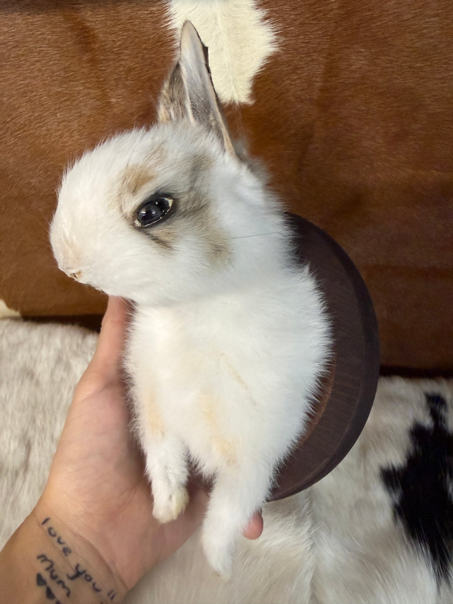 Bunny Bust Wall Mount 'Nibbler' - Pumpkin Cat Collectables