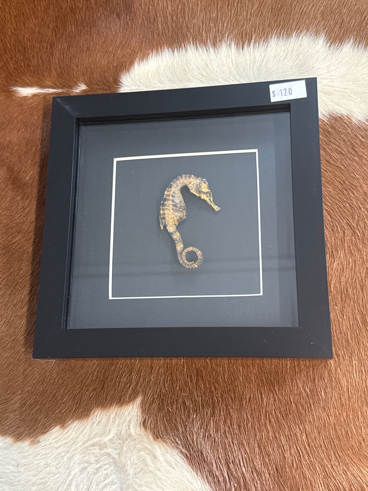 Preserved Seahorse in a Frame
