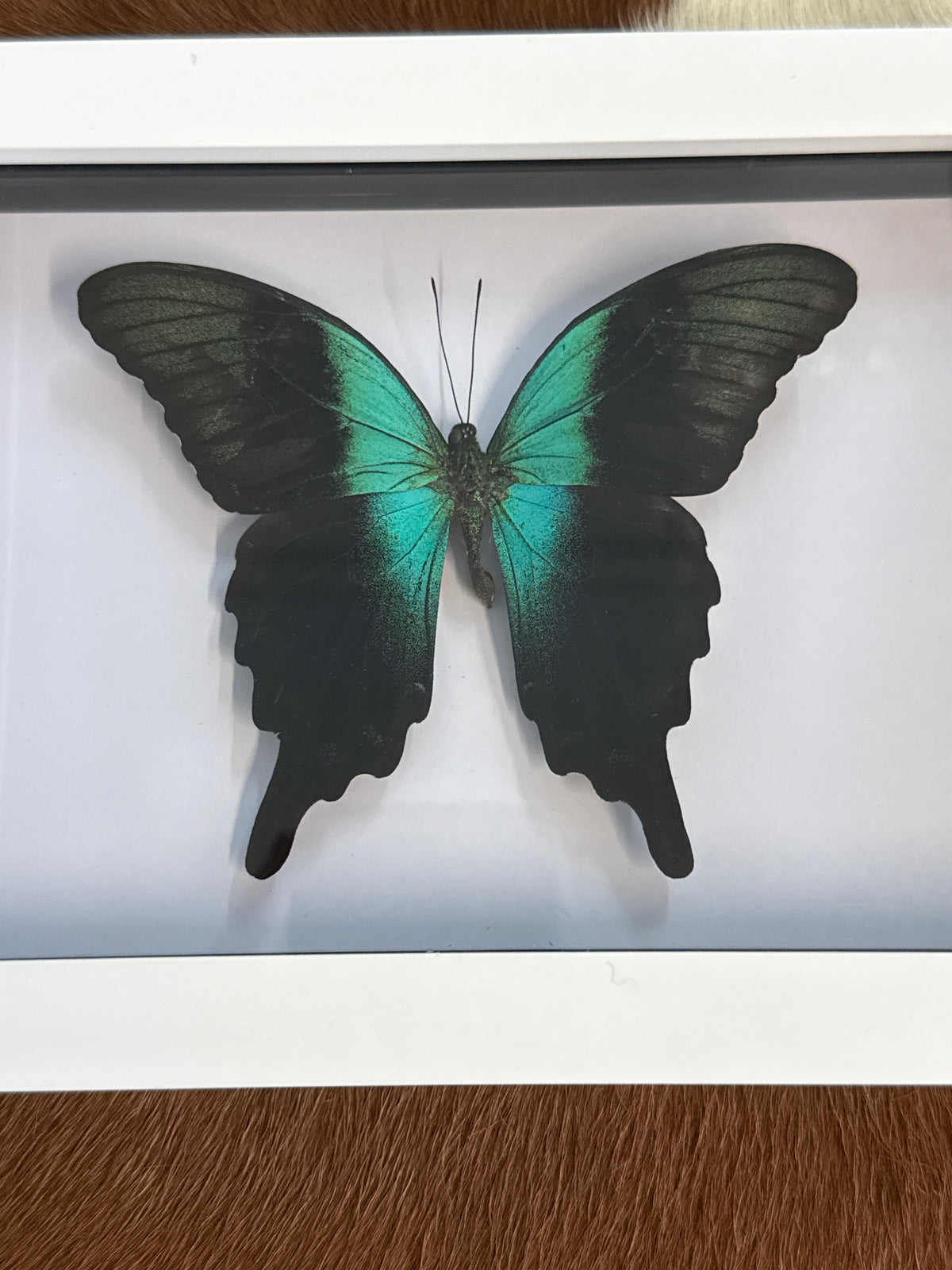 Papilio peranthus Butterfly in a Frame
