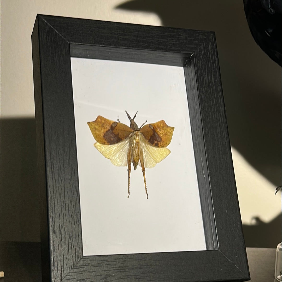 Brown Leaf Hopper in a frame