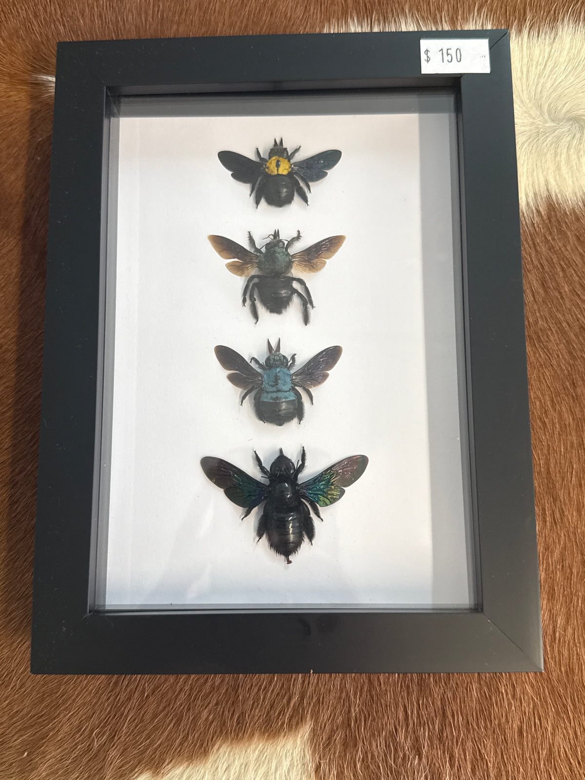 Carpenter Bee Quad Frame
