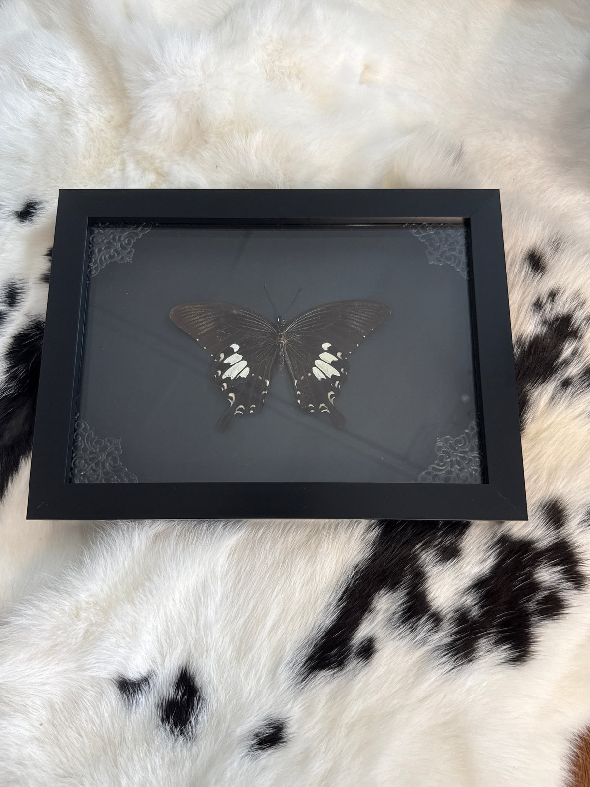 Helen Swallowtail Butterfly in a Frame