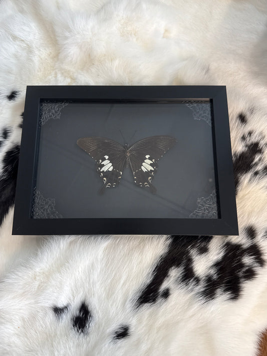 Helen Swallowtail Butterfly in a Frame