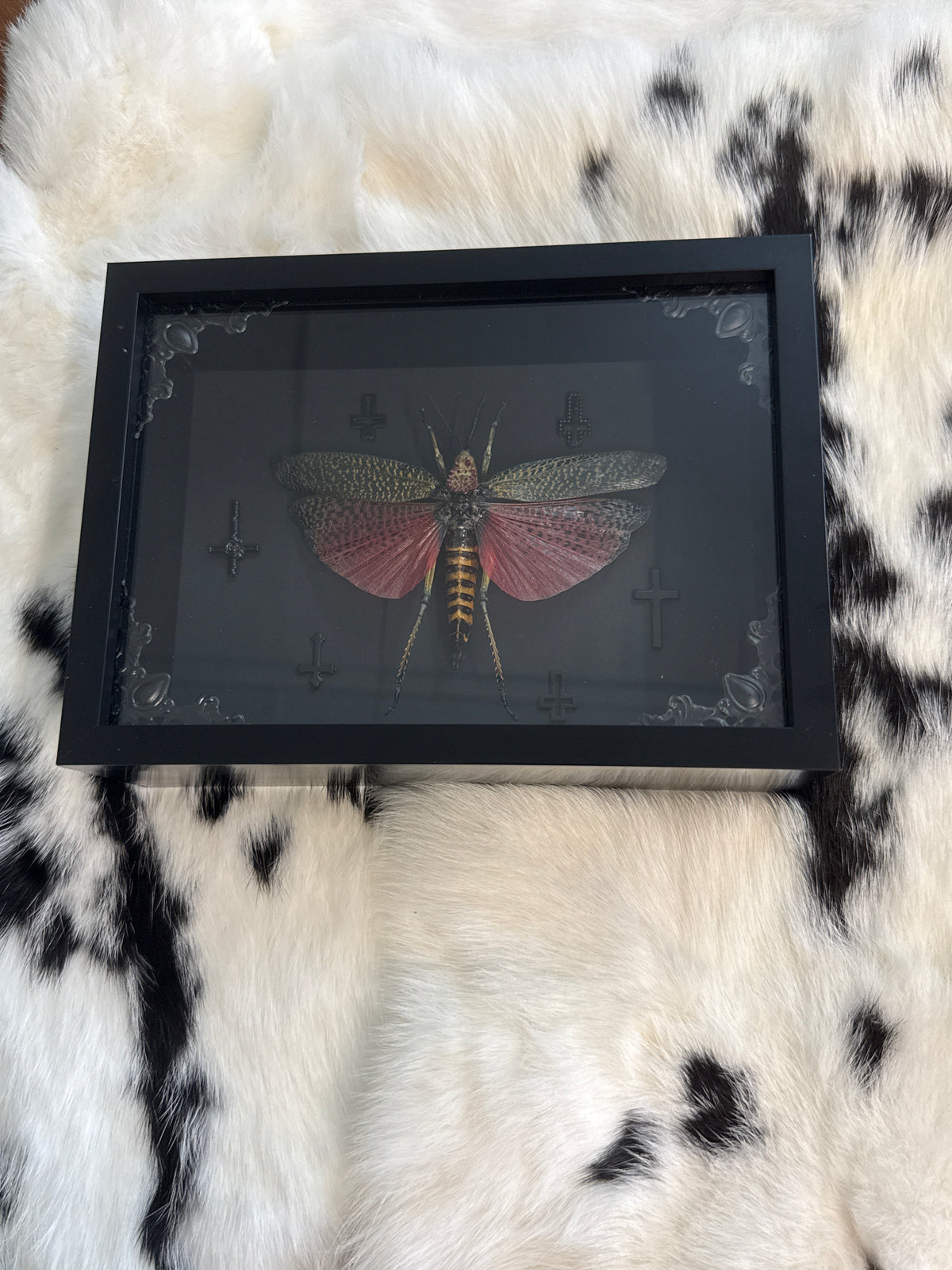 Phymateus Grasshopper in a Frame