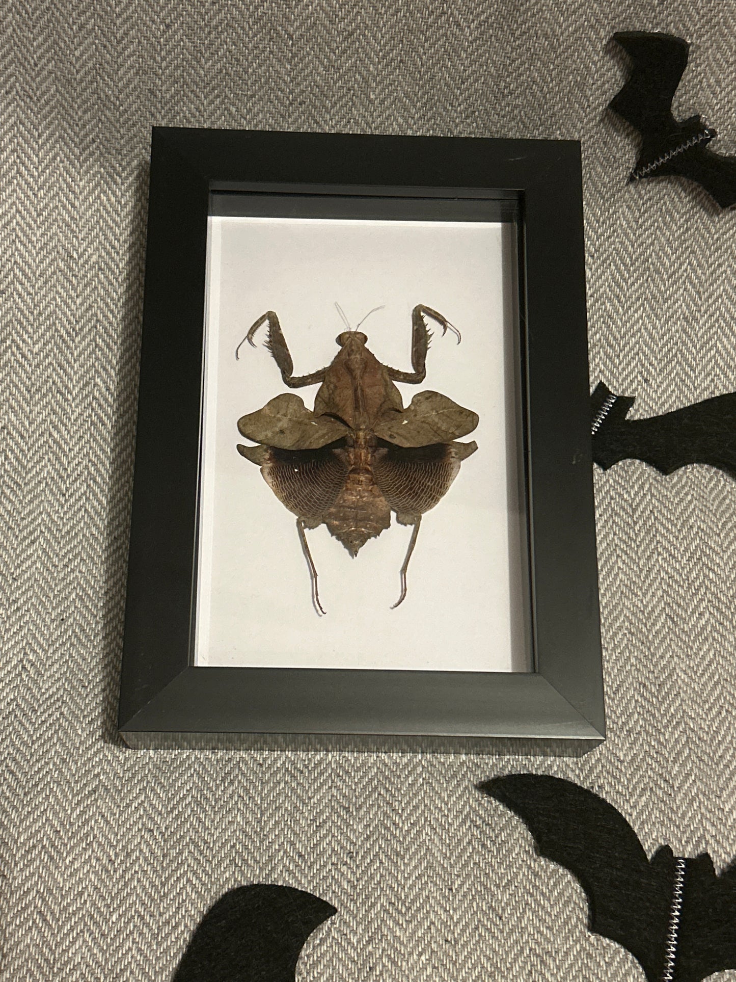 Deroplatys lobata Praying Mantis in a frame