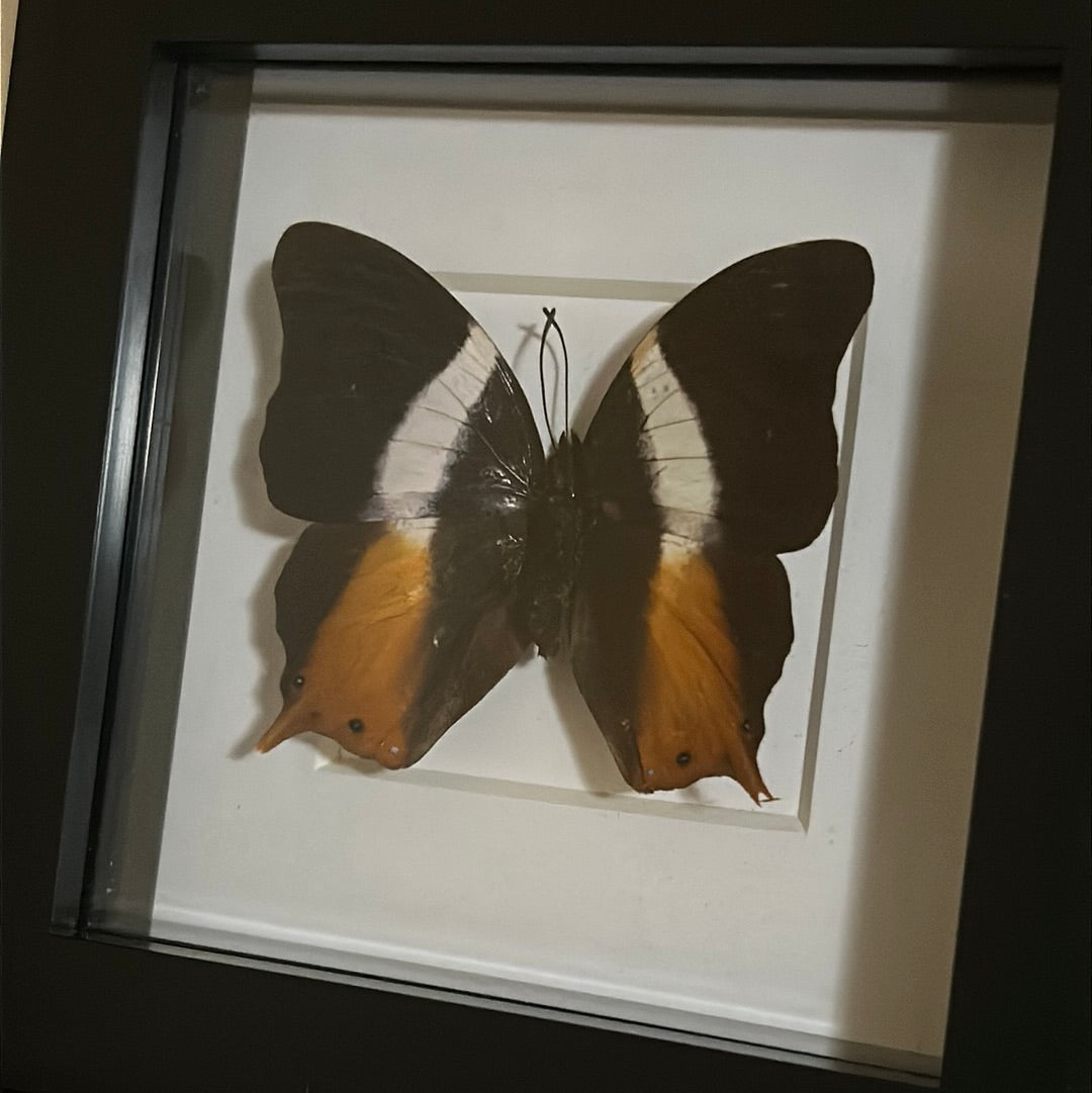 Palla ussheri Butterfly in a frame