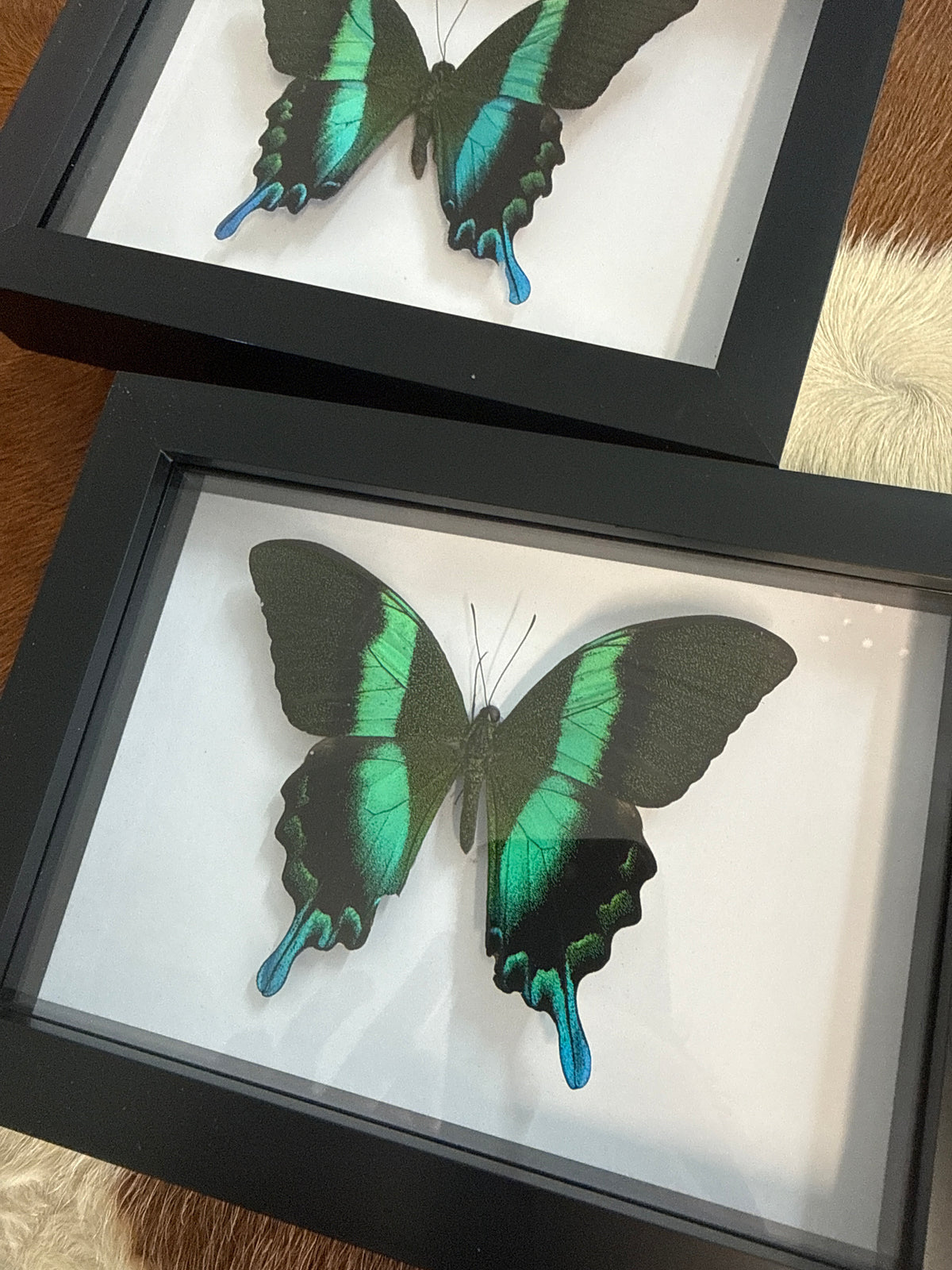 Papilio blumei Butterfly in a Frame