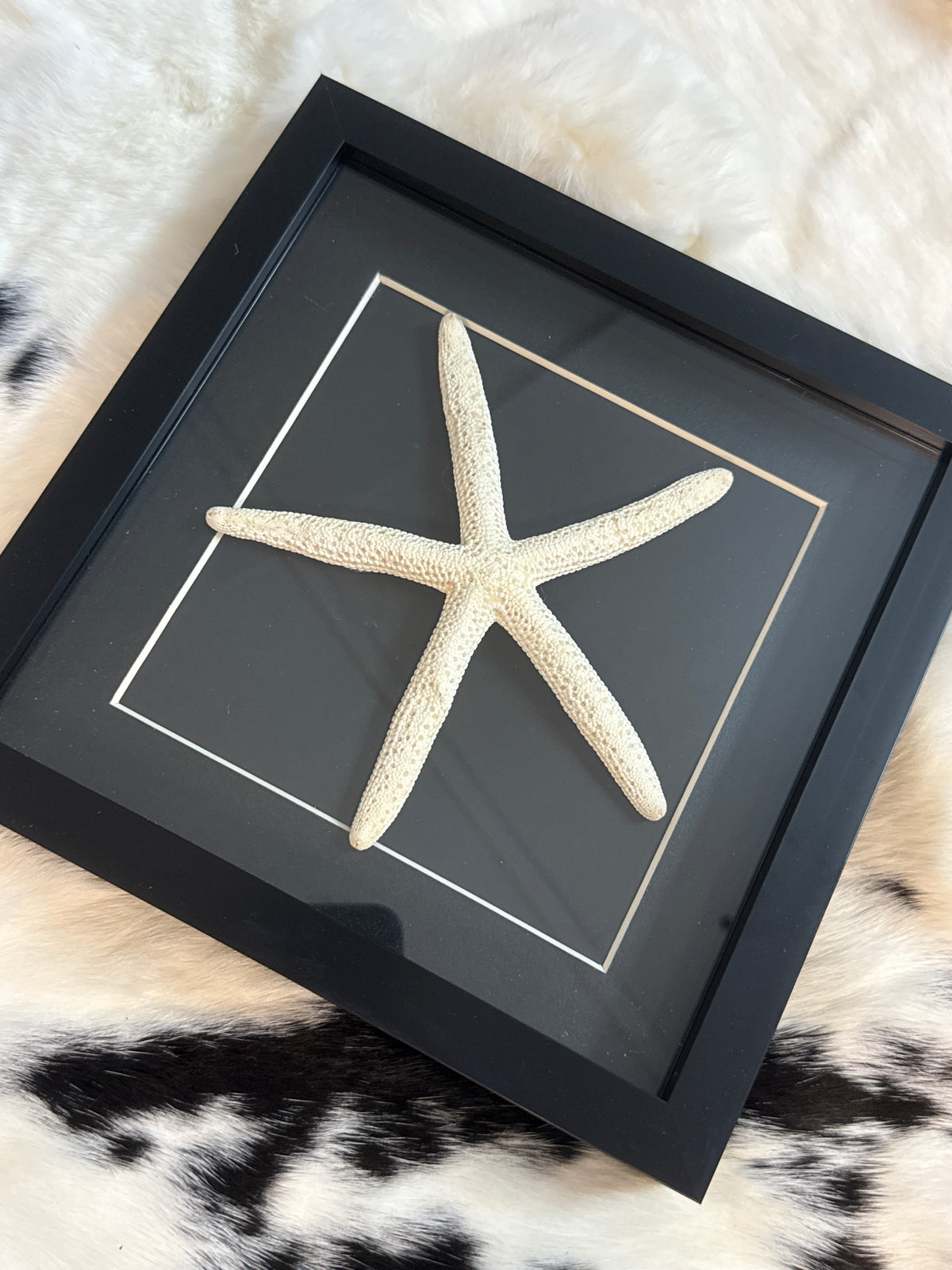 Giant Starfish in a Frame