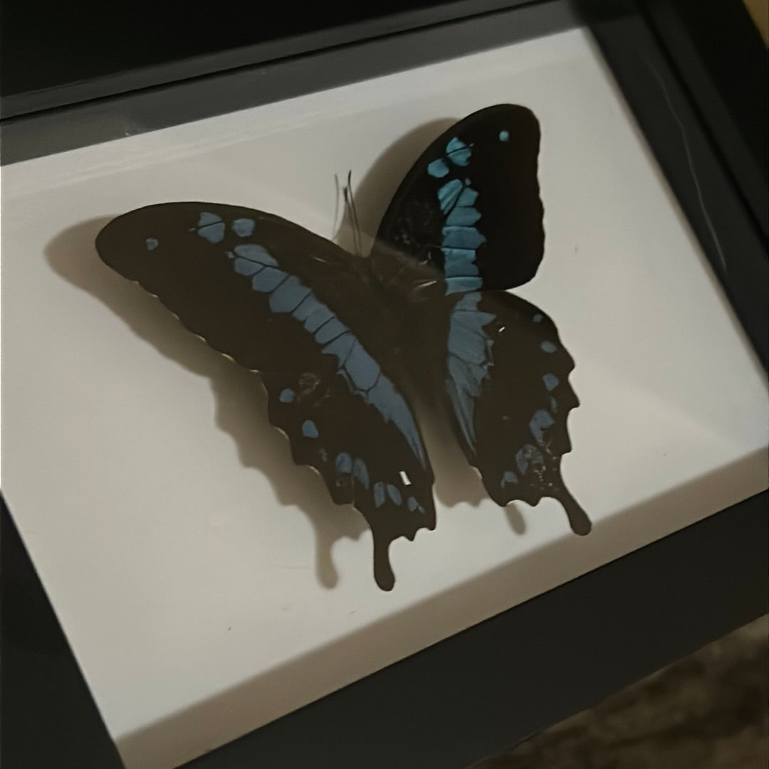 Papilio Hornimanni butterfly in a frame