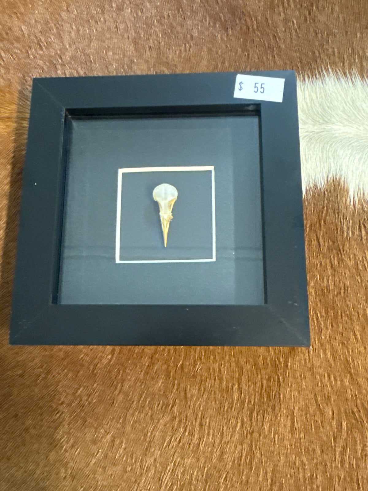 Plain Prinia Bird Skull (Prinia inornata) Frame