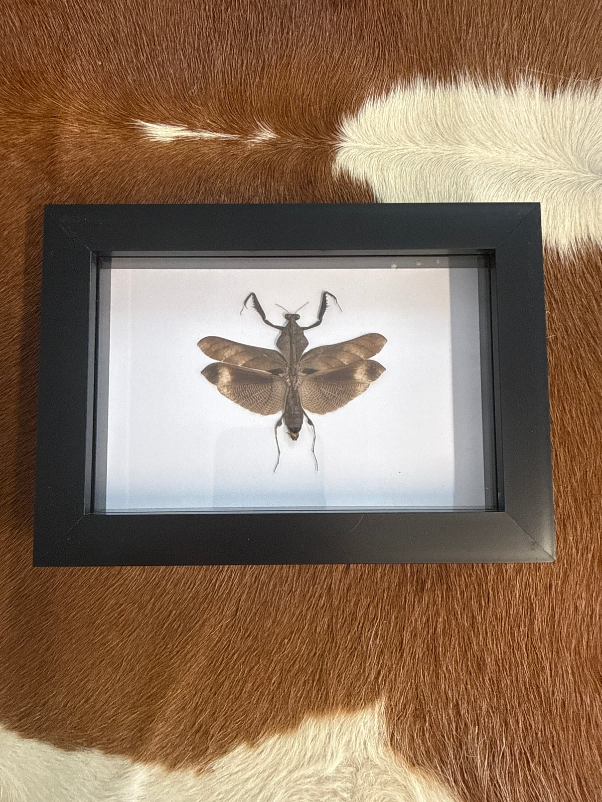 Deroplatys desiccata Praying Mantis in a Frame