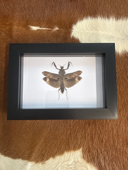 Deroplatys desiccata Praying Mantis in a Frame