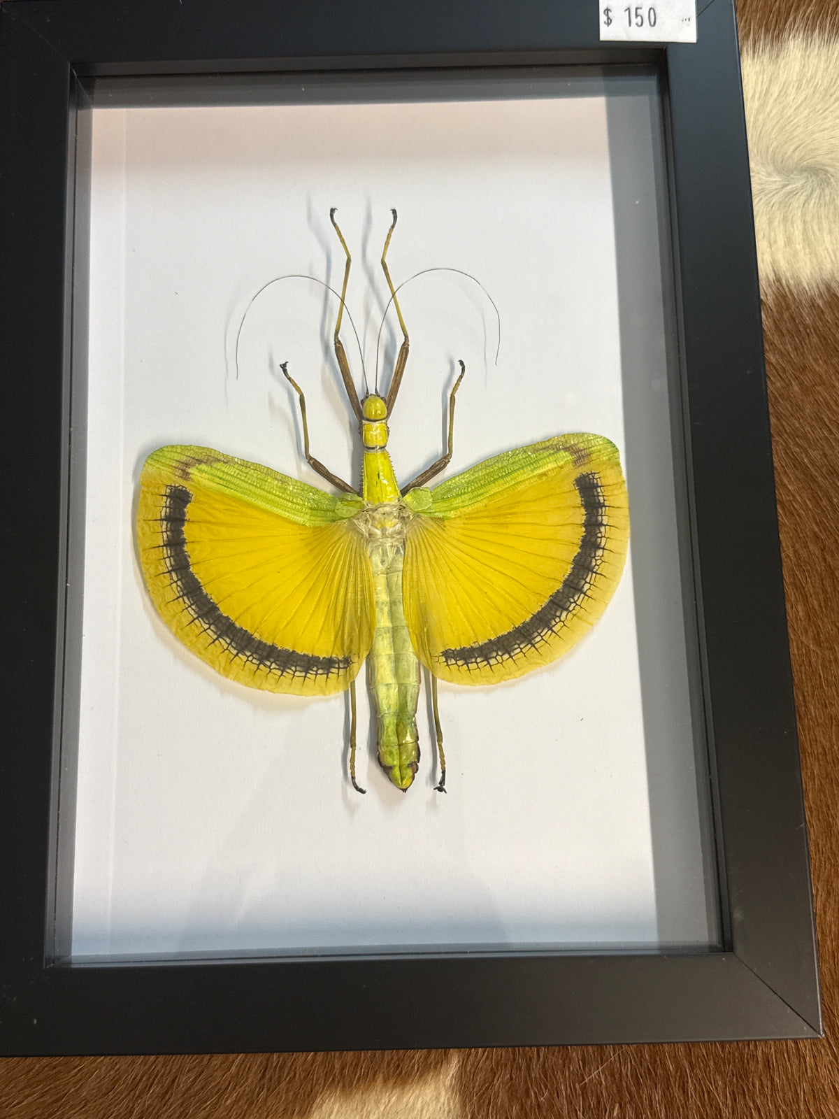 Umbrella Stick Insect (Eurynecroscia nigrofasciata) Frame