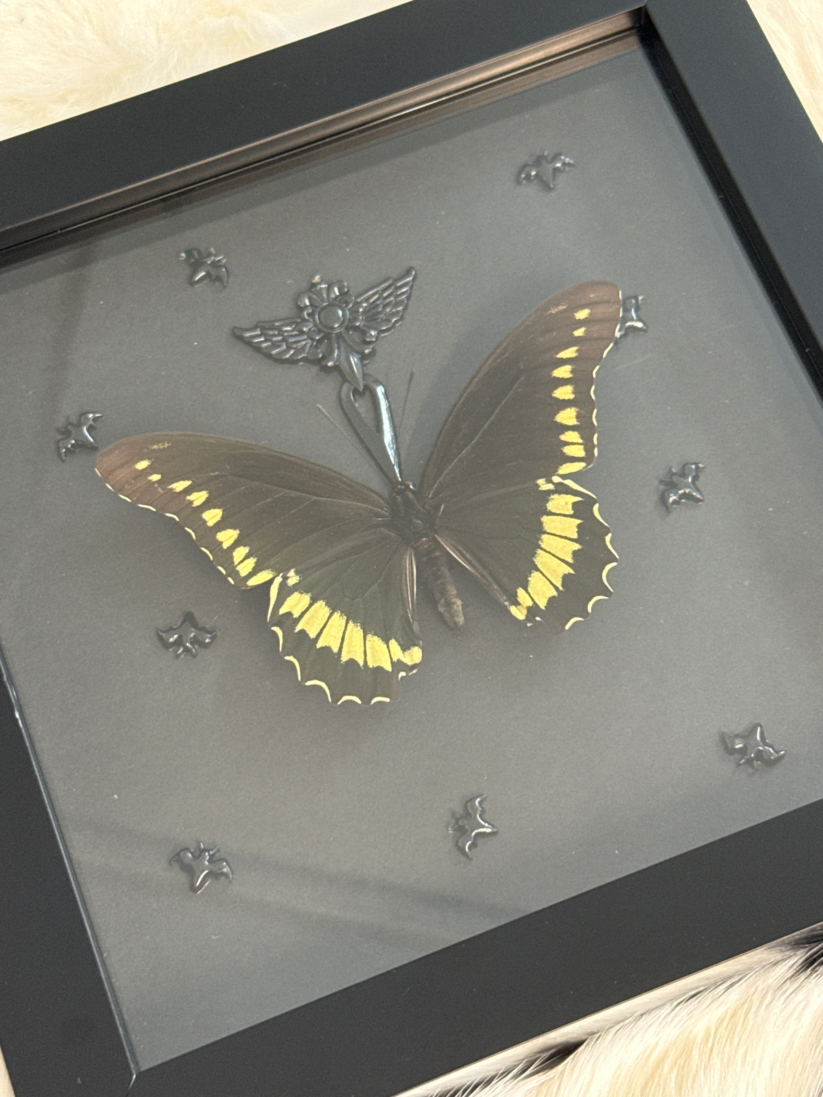 Battus polydamas Butterfly in a Frame
