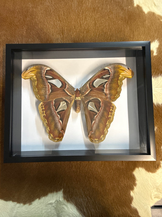 Atlas Moth in a Frame
