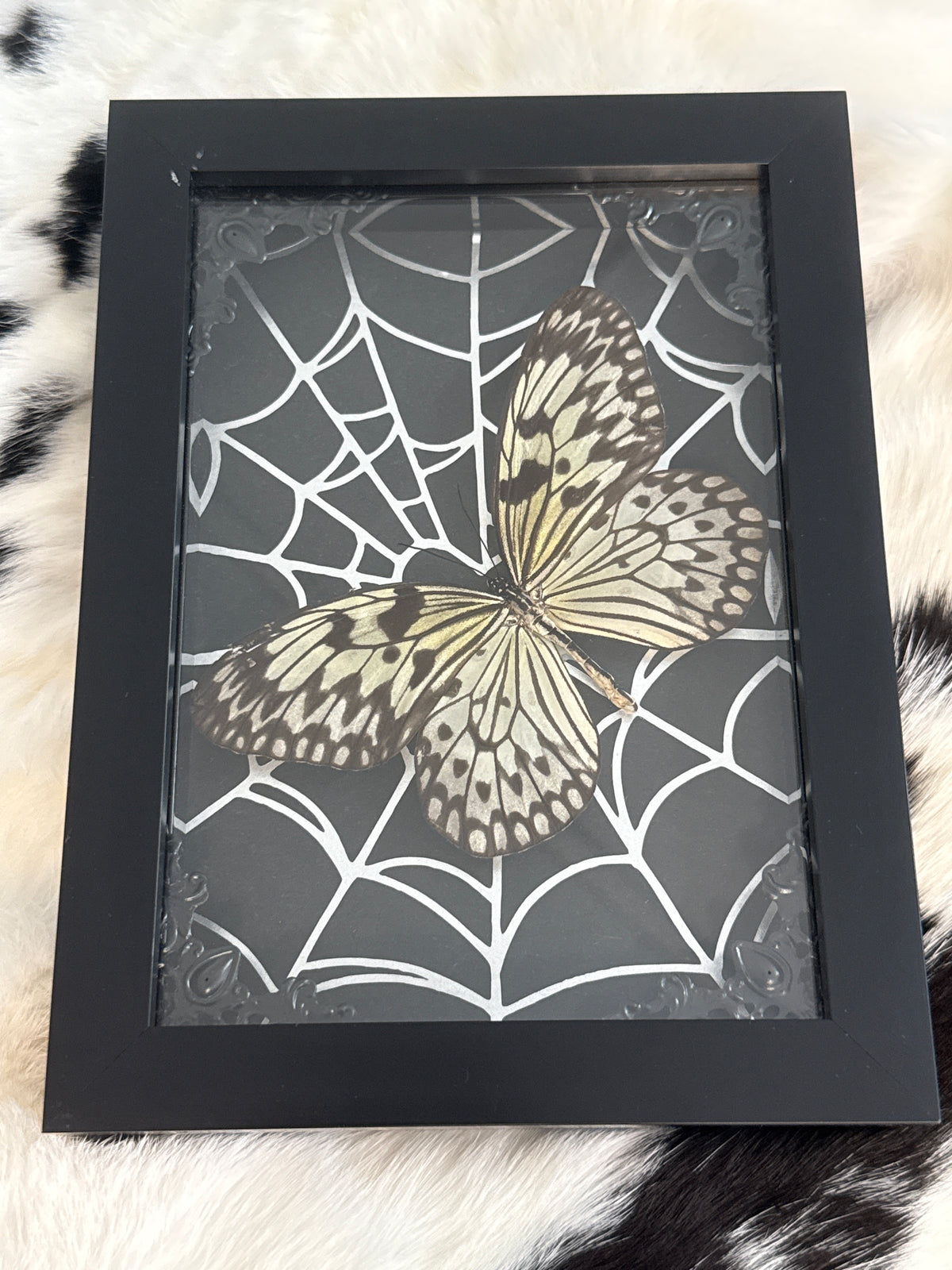 Rice Wing Butterfly in a Frame