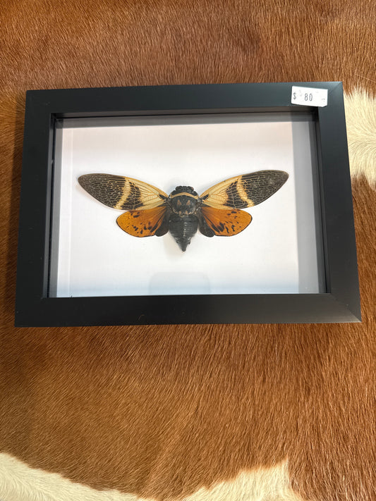 Angamiana floridula Cicada in a Frame
