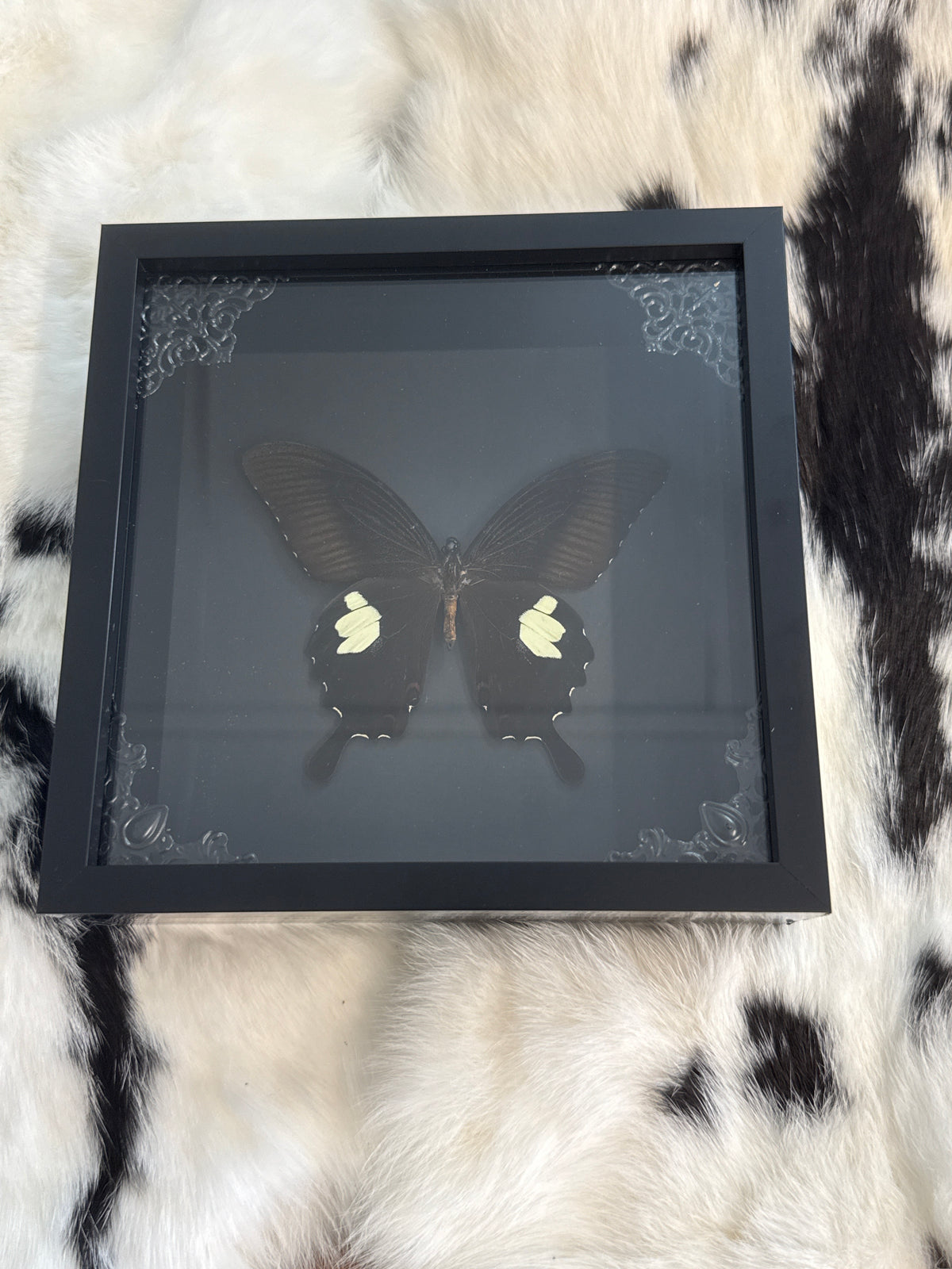 Papilio iswara Butterfly in a Frame