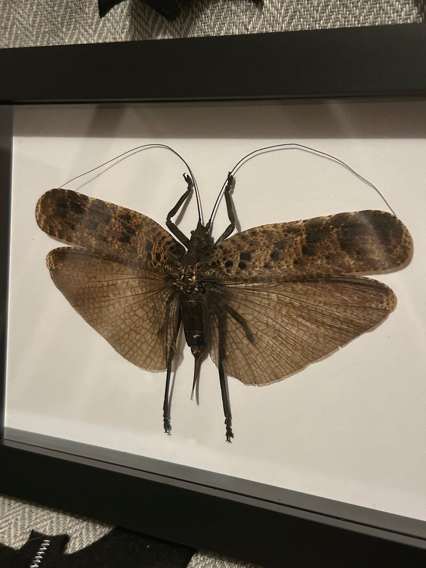 Large Brown Orthoptera Frame