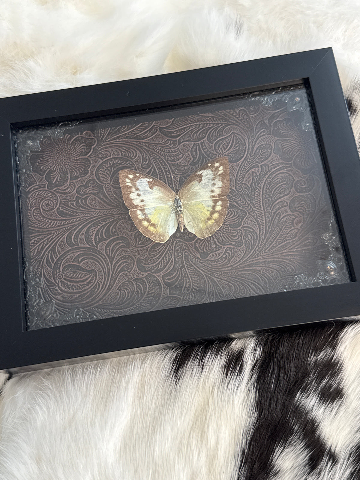 Black & White Buttedfly in a Frame