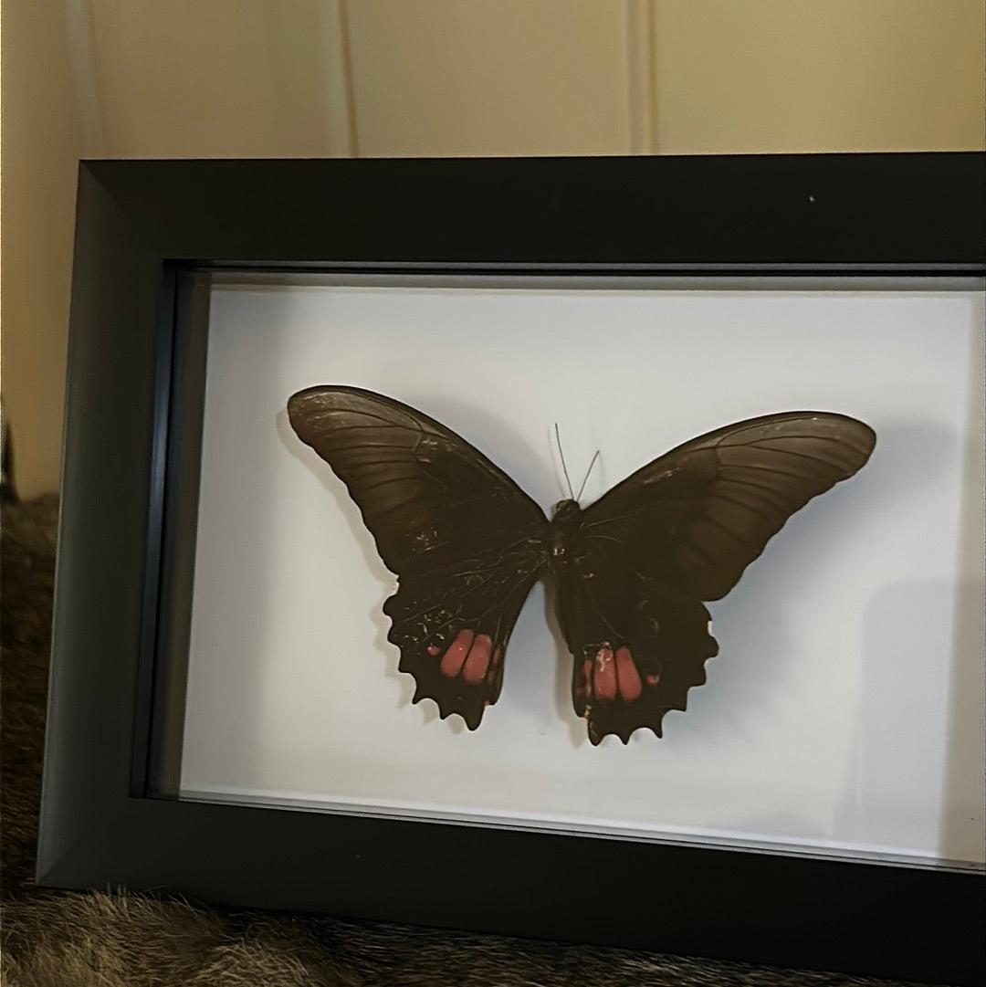 Papilio anchisiades Butterfly in a frame