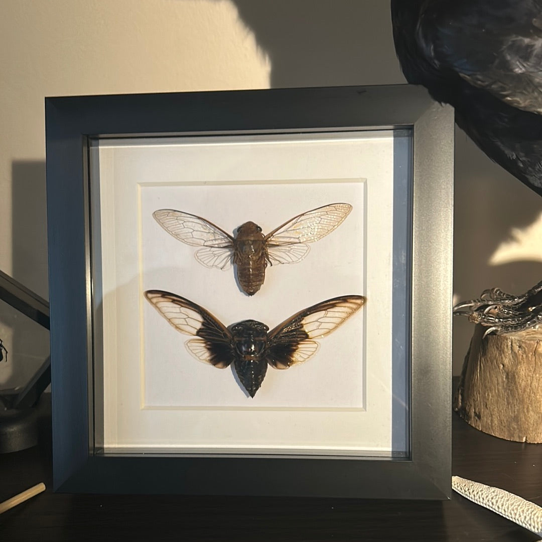 Cicada duo in a frame