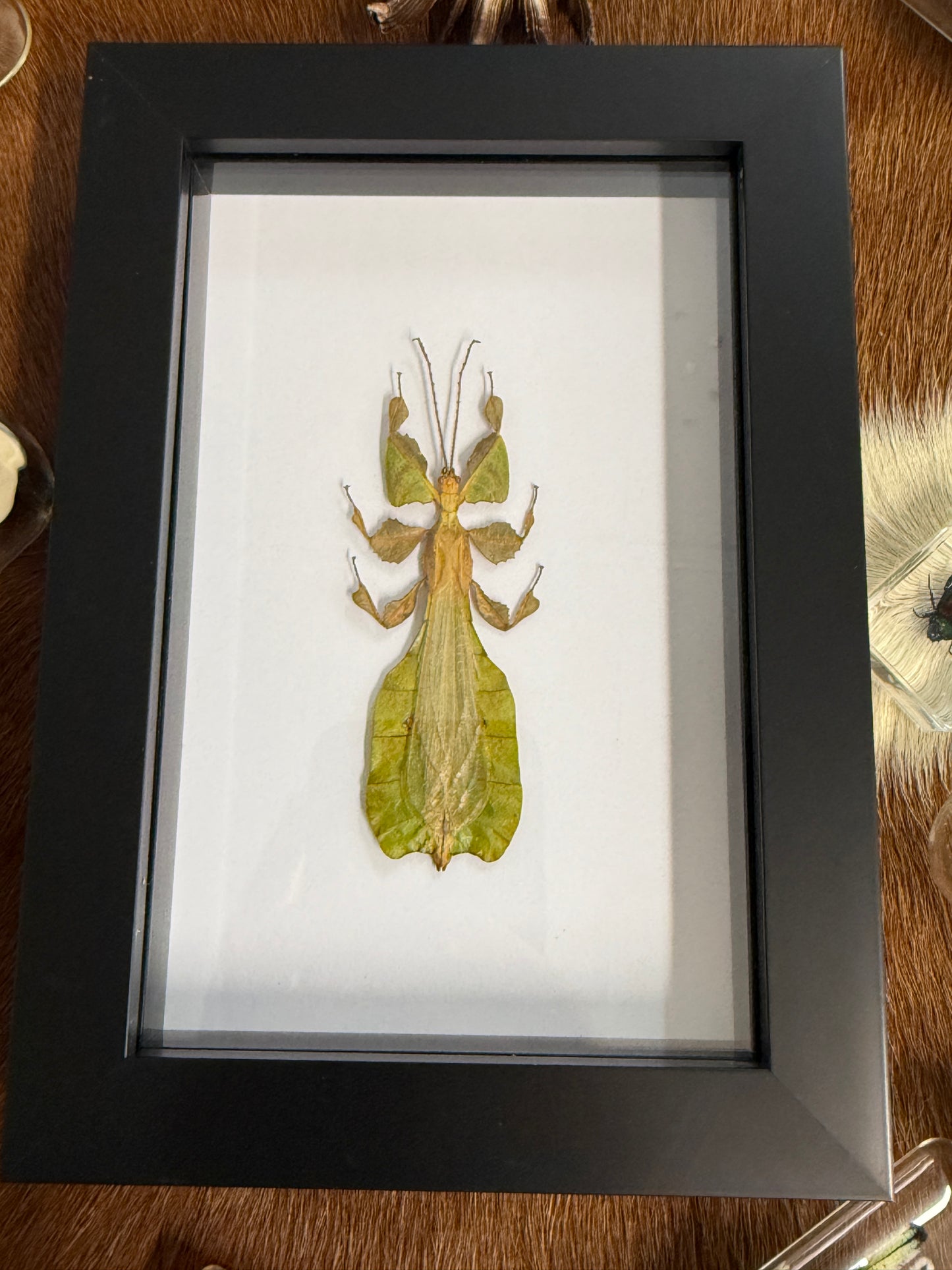 Phyllium pulchrifolium Leaf Insect Frame - Male