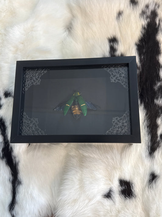 Catoxana Opulenta Beetle in a Frame