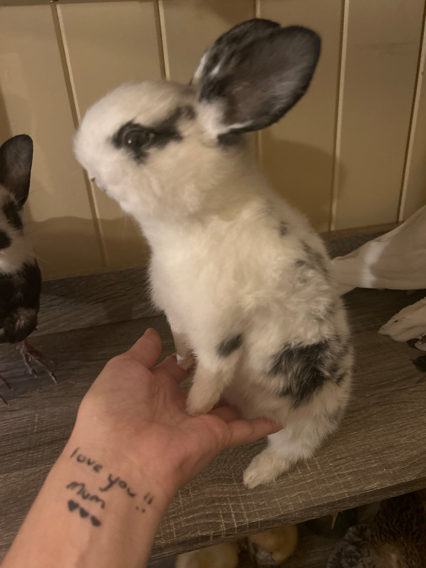 Taxidermy Bunny Mount 'Pookie’