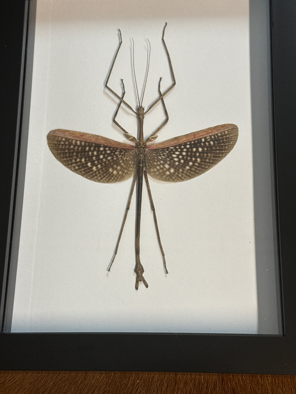 Anchiale buruense Stick Insect in a Frame