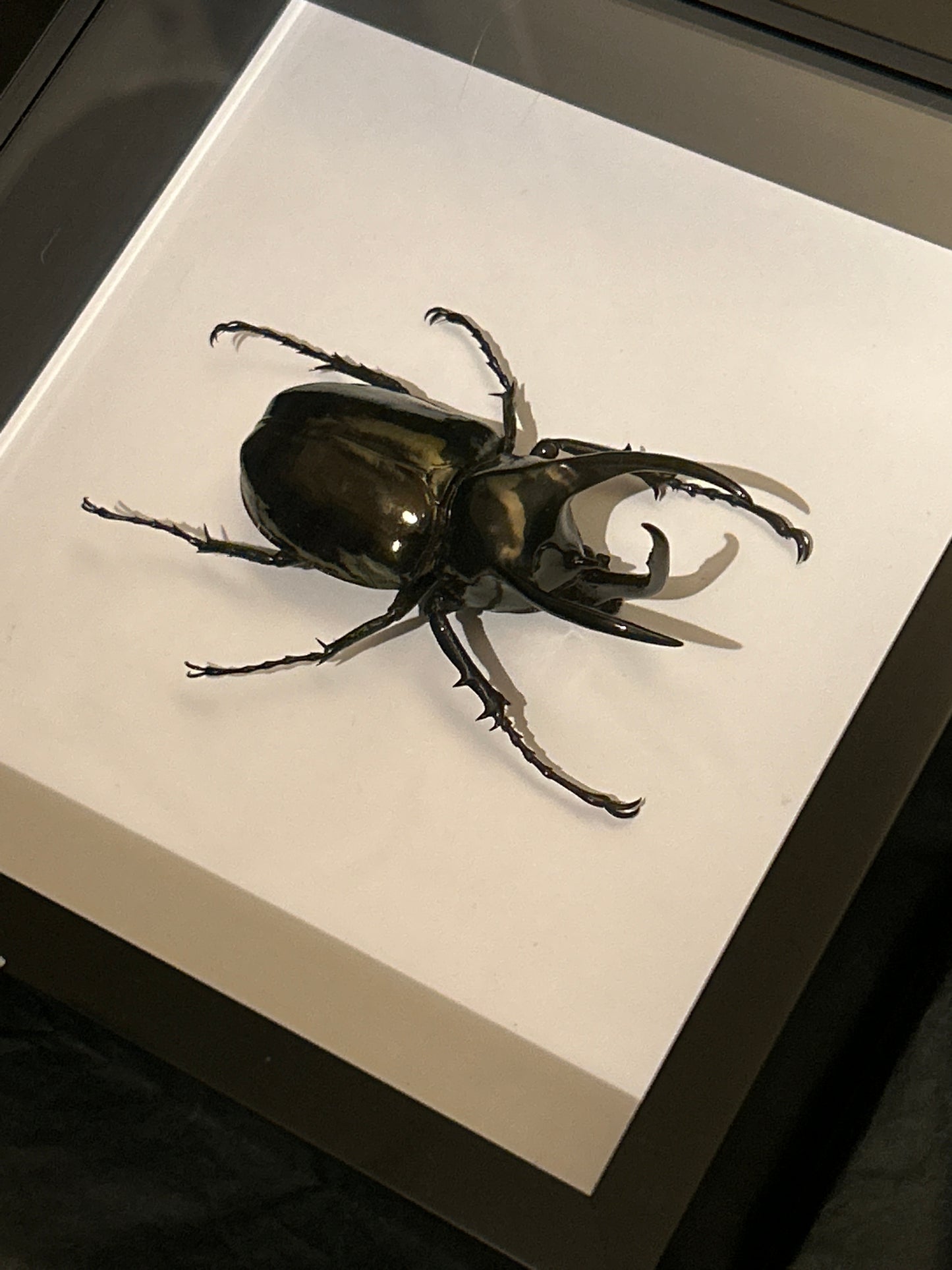 Chalcosoma atlas Beetle in a frame