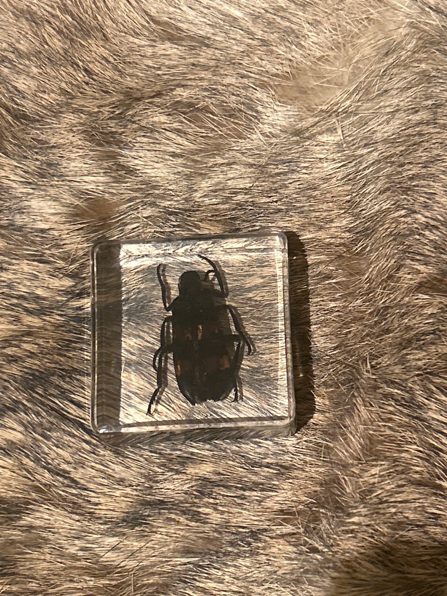 Striped Beetle in Resin Block