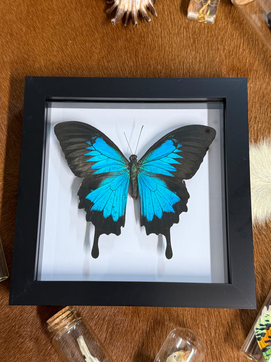 Ulysses Butterfly in a frame