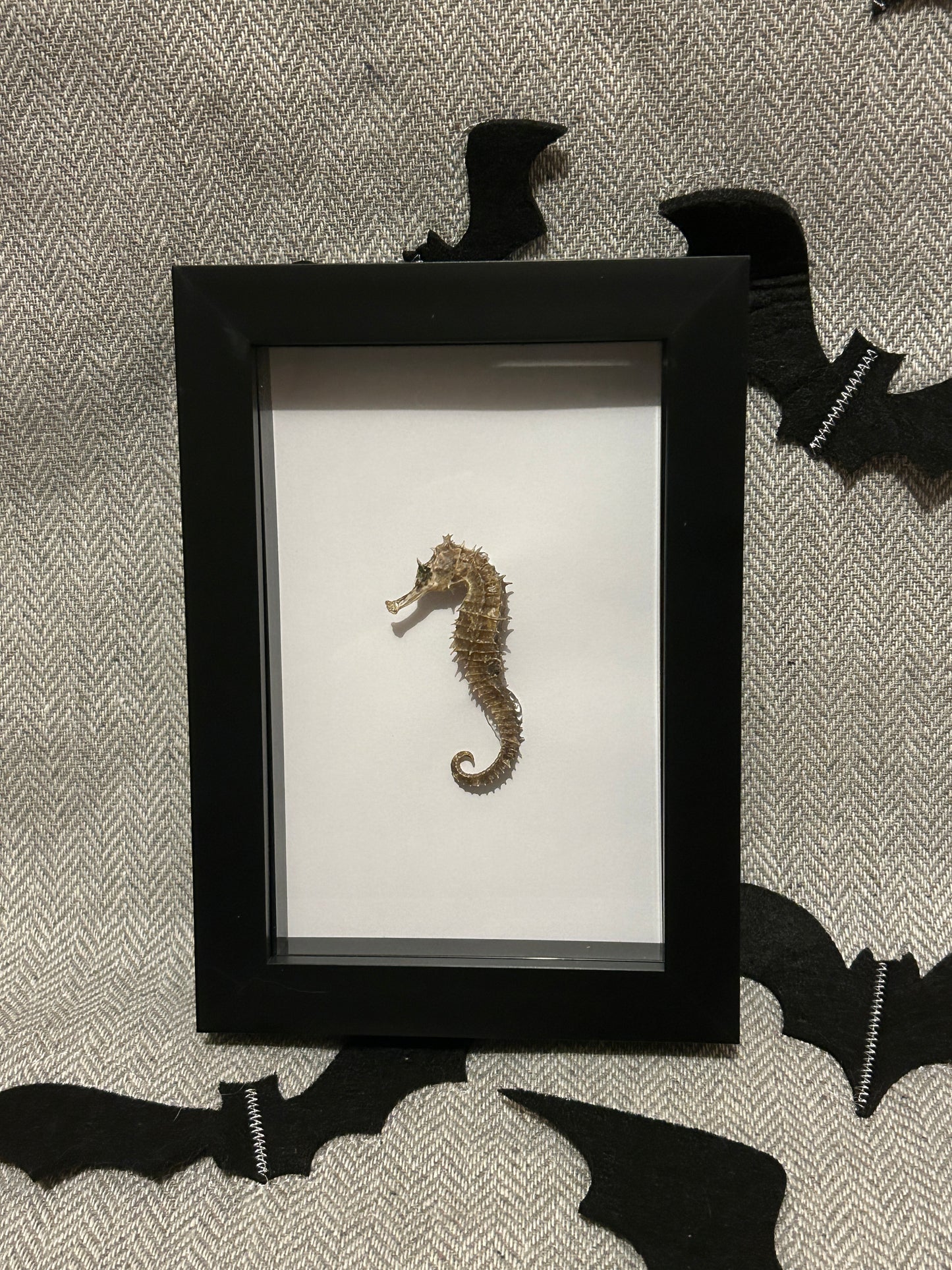 Seahorse in a Frame