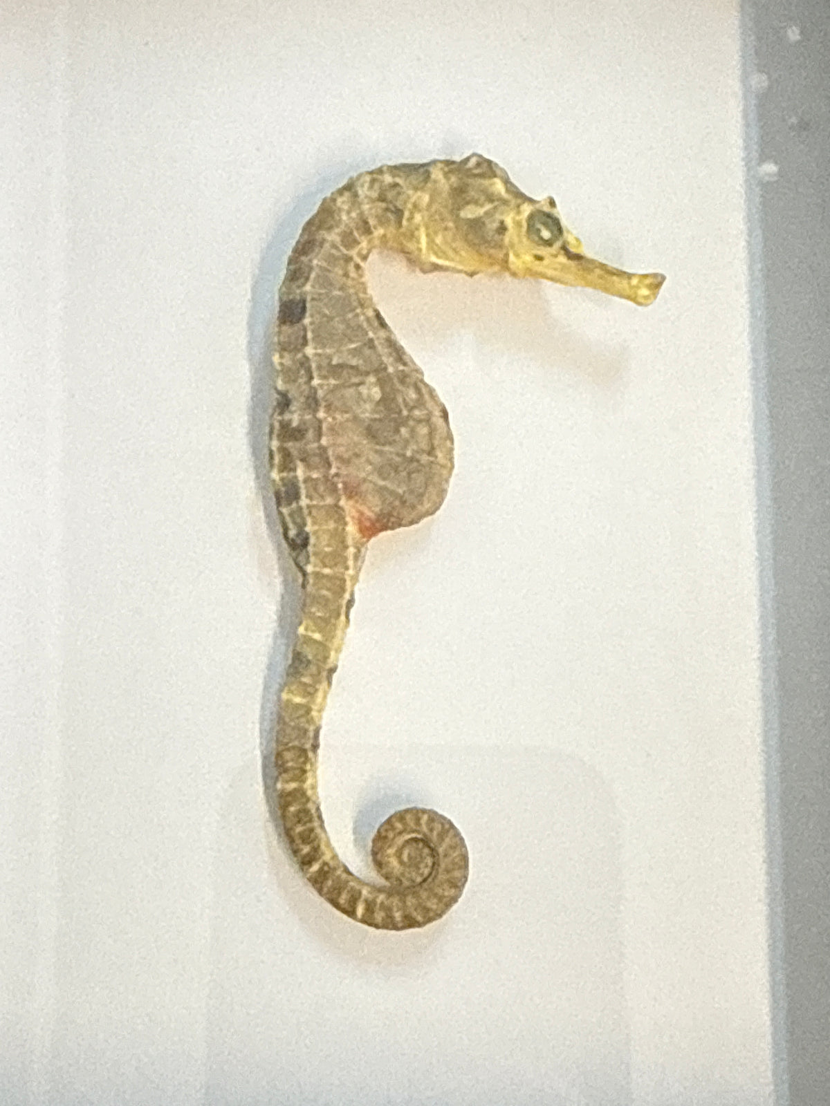 Preserved Seahorse in a Frame