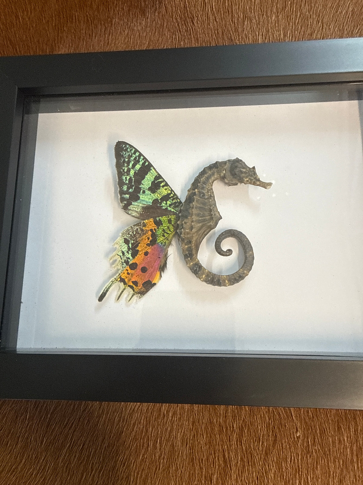 Sea ‘Fairy’ Frame