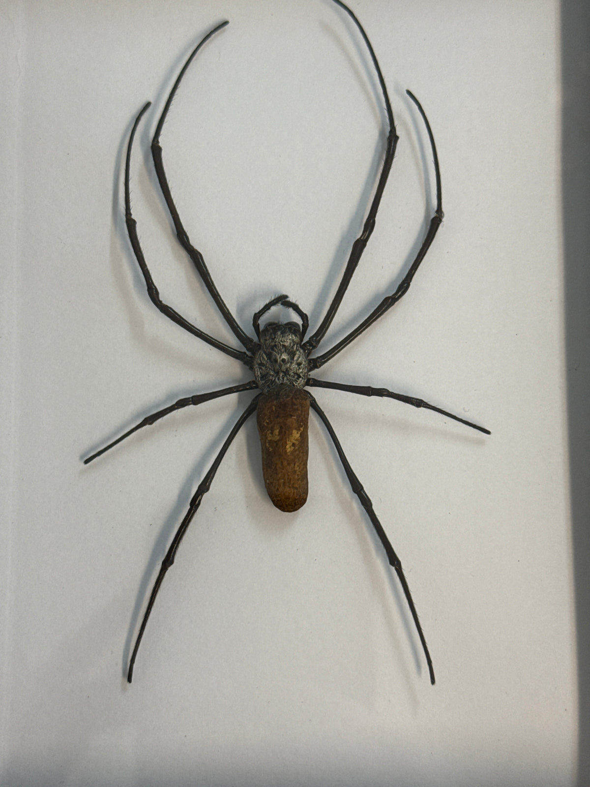 Nephila Orb Weaver Spider in a Frame