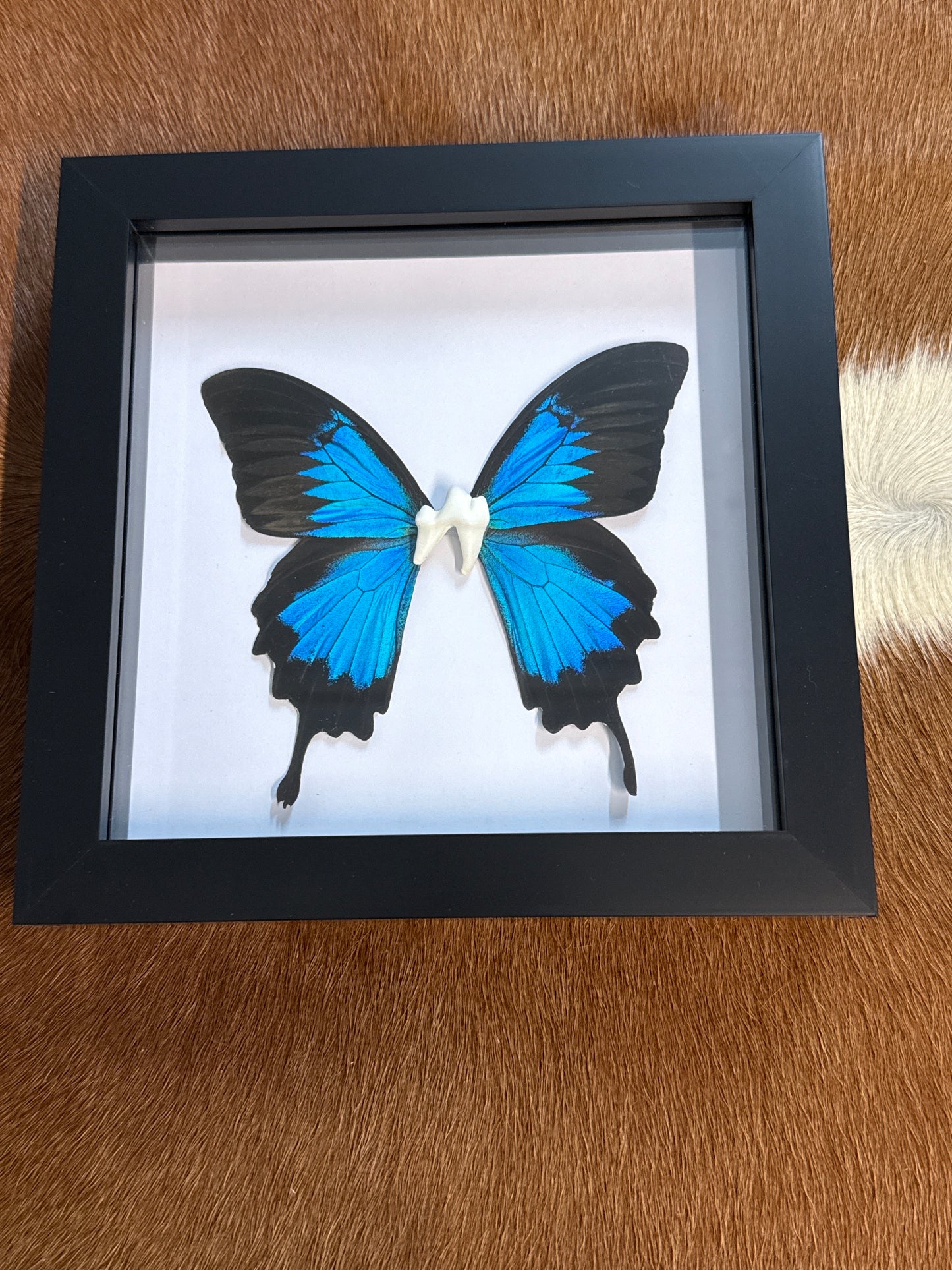 Tooth Fairy "Wonky Wanda" Frame